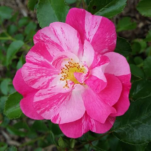 バラ 苗 フラワーカーペットローズ 【ピンクスプラッシュ (修景バラ