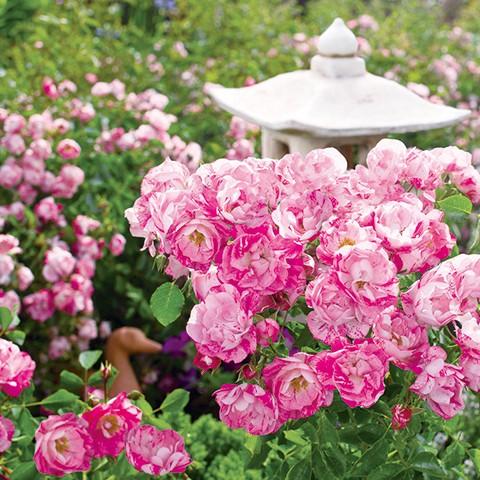 バラ 苗 フラワーカーペットローズ 【ピンクスプラッシュ (修景バラ