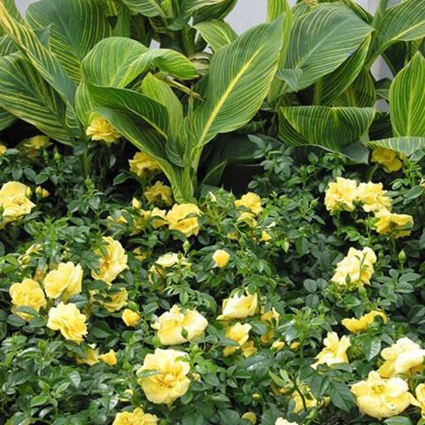 バラ苗　挿木苗5品種 Amazon.co.jp: バラ挿木苗 DA ER 廃盤品種 切花 ロザリンド バラ