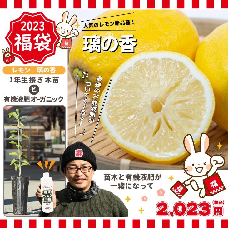 璃の香 レモン 苗木1本