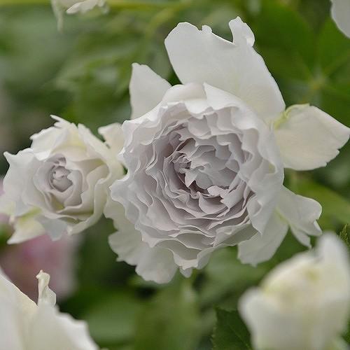 園芸ネット本店｜四季咲中輪バラ：ガブリエル大苗6号角鉢植え の通販【