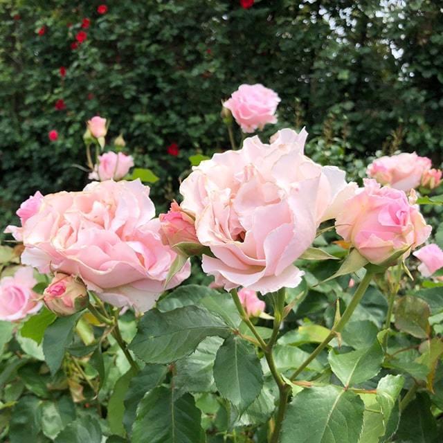 バラ 苗 河本バラ園 ラ マリエ Fl 中輪 四季咲き 2年生 接ぎ木大苗 Ka07 015t002 01 苗木の専門店 グリーンでgo 通販 Yahoo ショッピング