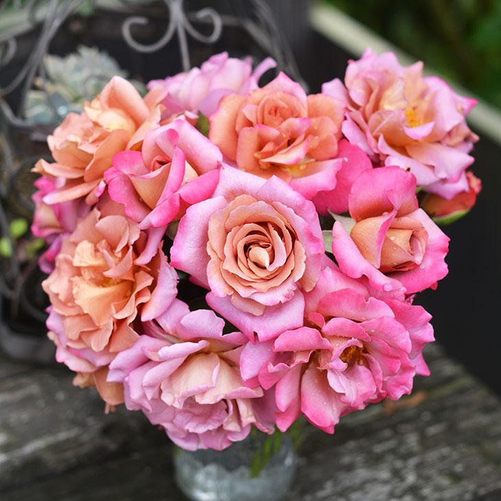 バラ 苗 河本バラ園 ドレープ Fl 中輪 四季咲き 2年生 接ぎ木大苗 Ka07 043t002 01 苗木の専門店 グリーンでgo 通販 Yahoo ショッピング