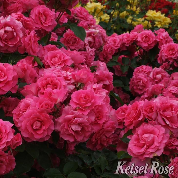バラ花苗　切り花品種　和薔薇　うらら　蕾あり　接ぎ木苗 年末のプロモーション 切り花品種 バラ花苗 和薔薇 メルカリ