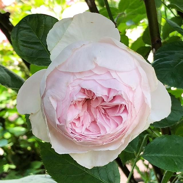 バラ 苗 京成 【つるバラ クリスティアーナ (CL) 中輪 四季咲き】 2