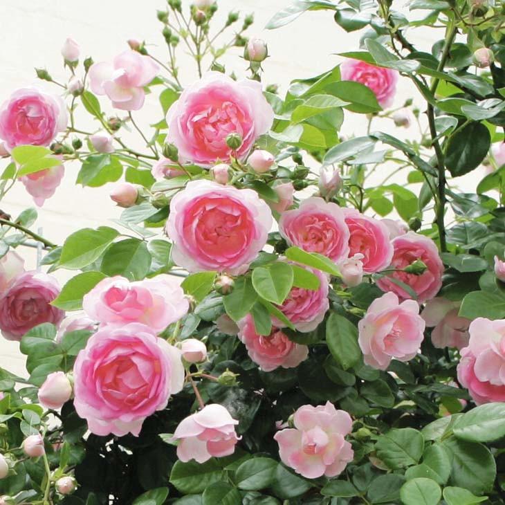 送料無料 バラ 苗 京成 つるバラ ジャスミーナ Cl 中輪 四季咲き 2年生 接ぎ木大苗 ニーム小袋付き 北海道 沖縄は送料無料適用外です Ke07 017t002 01 Sm 苗木の専門店 グリーンでgo 通販 Yahoo ショッピング