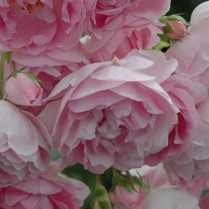 バラ 苗 京成 つるバラ ジャスミーナ Cl 中輪 四季咲き 2年生 接ぎ木 大苗 Ke07 017t002 01 苗木の専門店 グリーンでgo 通販 Yahoo ショッピング