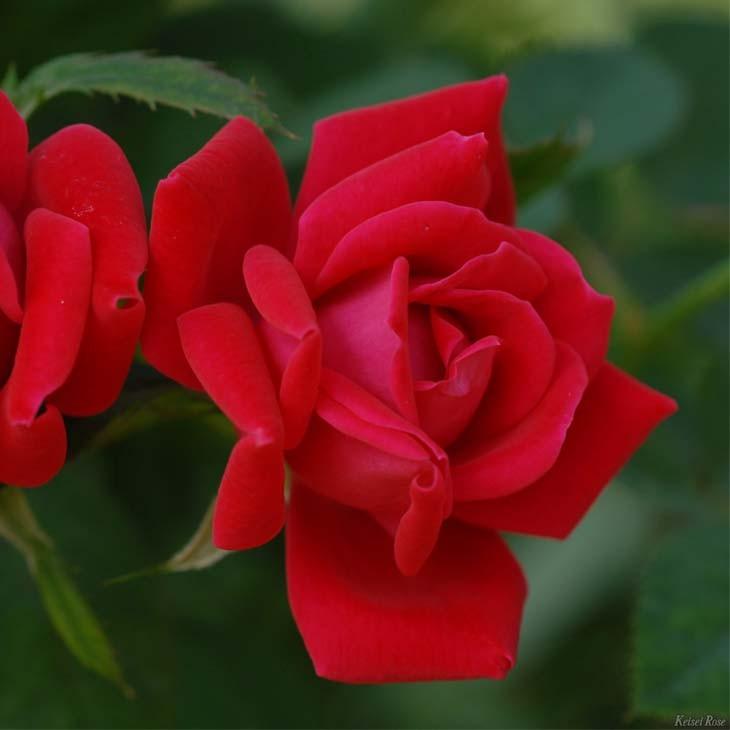 超歓迎された 薔薇 イントゥリーグ 接木 大苗木 植物 観葉植物 Elernova Edu Co