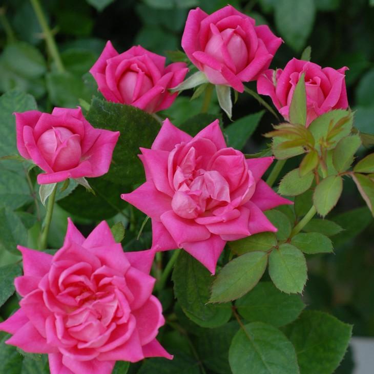 バラ 苗 京成 ピンクダブルノックアウト Fl 中輪 四季咲き 2年生 接ぎ木 大苗 Ke07 031t002 01 苗木の専門店 グリーンでgo 通販 Yahoo ショッピング