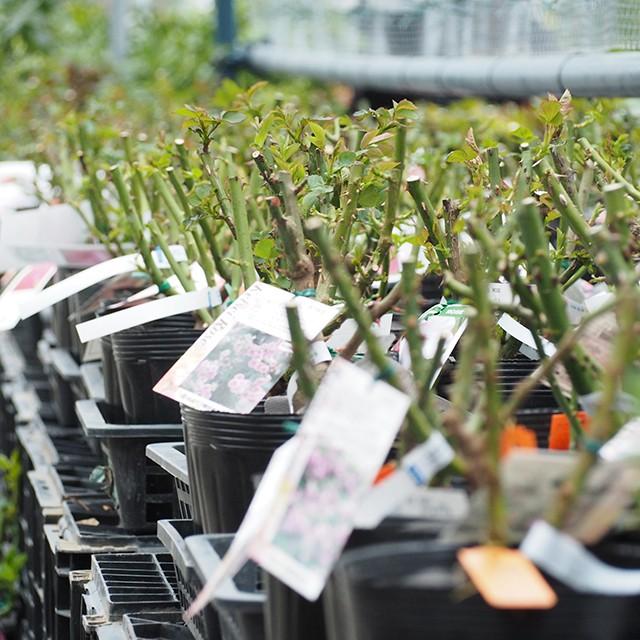 バラ 苗 京成 【ピンクダブルノックアウト (FL) 中輪 四季咲き】 2年生