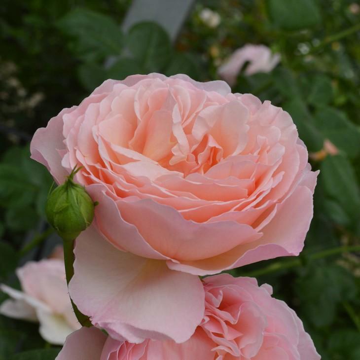 バラ 苗 京成 プリンセスシャルレーヌドゥモナコ Ht 中輪 四季咲き 2年生 接ぎ木 大苗 Ke07 037t002 01 苗木の専門店 グリーンでgo 通販 Yahoo ショッピング