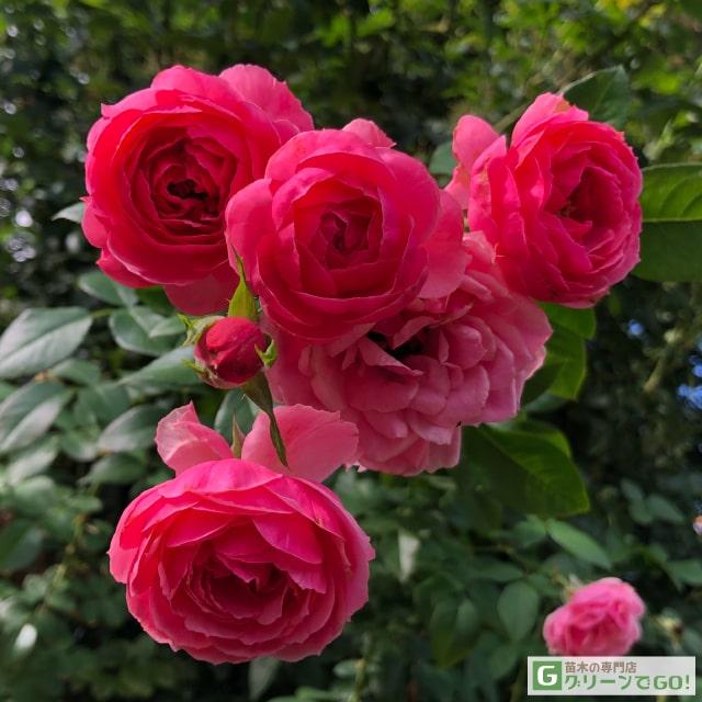 ポブラノ・チリ・エンチラーダ・ア・ラ・グリンガのレシピ