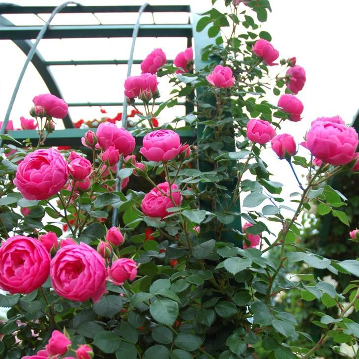 バラ 苗 京成 ポンポネッラ Cl 中輪 四季咲き 2年生 接ぎ木 大苗 Ke07 043t002 01 苗木の専門店 グリーンでgo 通販 Yahoo ショッピング