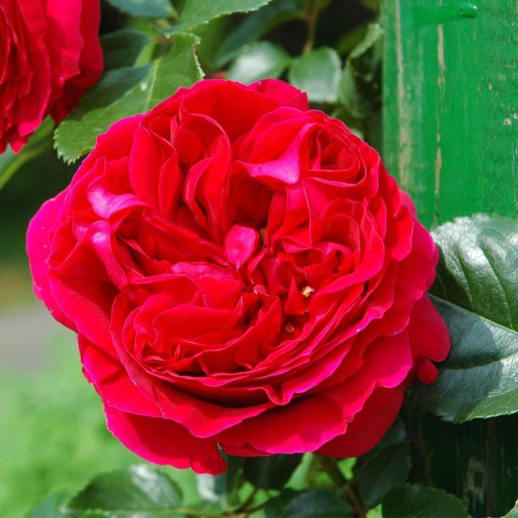 バラ 苗 京成 【ルージュ ピエール ドゥ ロンサール (CL) 大輪