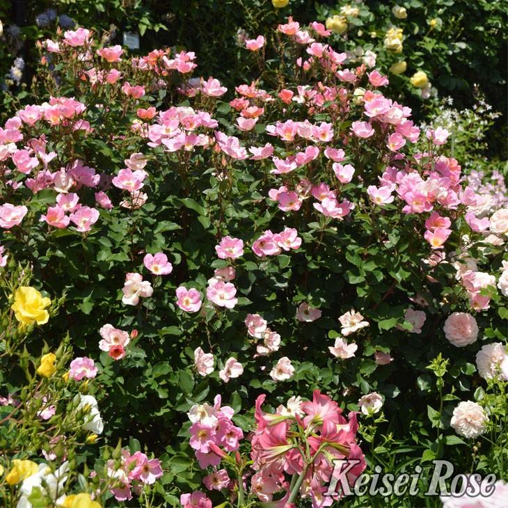 バラ 苗 京成 【レインボーノックアウト (FL) 中輪 四季咲き】 2年生