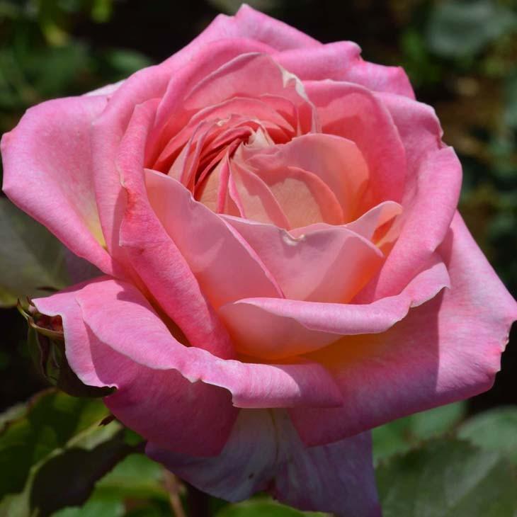 バラ 苗 京成 【花山吹 (HT) 中輪 四季咲き】 2年生 接ぎ木 大苗