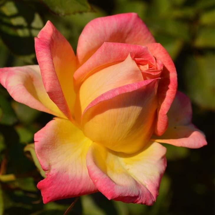 バラ 苗 京成 【花山吹 (HT) 中輪 四季咲き】 2年生 接ぎ木 大苗