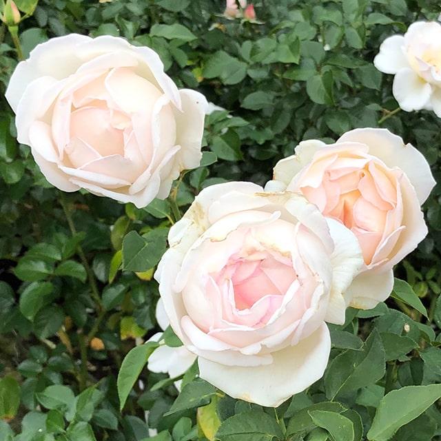 バラ 苗 京成 薫乃 Fl 中輪 四季咲き 2年生 接ぎ木 大苗 Ke07 052t002 01 苗木の専門店 グリーンでgo 通販 Yahoo ショッピング