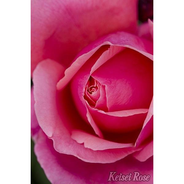 バラ 苗 京成 アライブ Ht 大輪 四季咲き 2年生 接ぎ木 大苗 Ke07 059t002 01 苗木の専門店 グリーンでgo 通販 Yahoo ショッピング