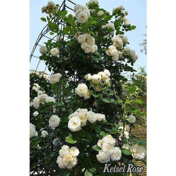 バラ 苗 京成 アルテミス Cl 四季咲き 2年生 接ぎ木 大苗 Ke07 060t002 01 苗木の専門店 グリーンでgo 通販 Yahoo ショッピング