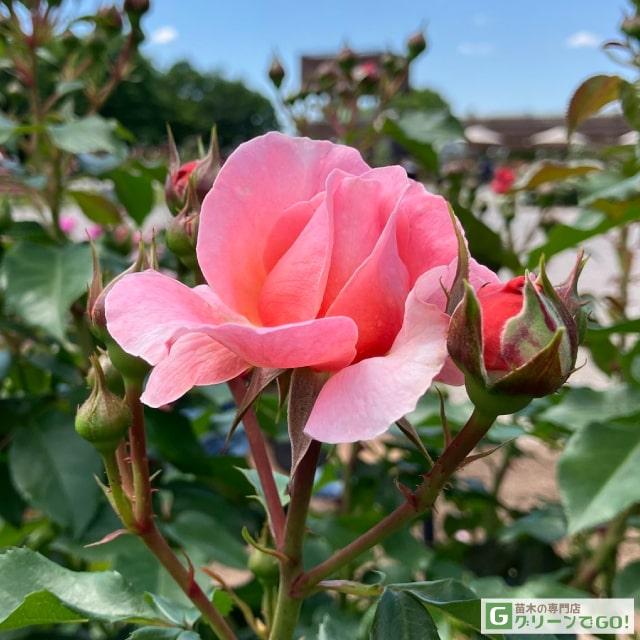 バラ 苗 京成 ウーメロ 修景バラ 返り咲き 2年生 接ぎ木 大苗 Ke07 065t002 01 苗木の専門店 グリーンでgo 通販 Yahoo ショッピング