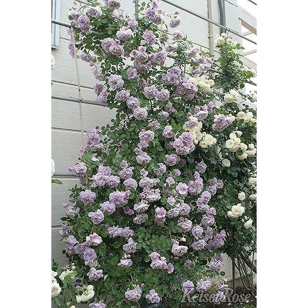 バラ 苗 京成 【レイニー ブルー (CL) 四季咲き】 3年生 接ぎ木 約1.3m