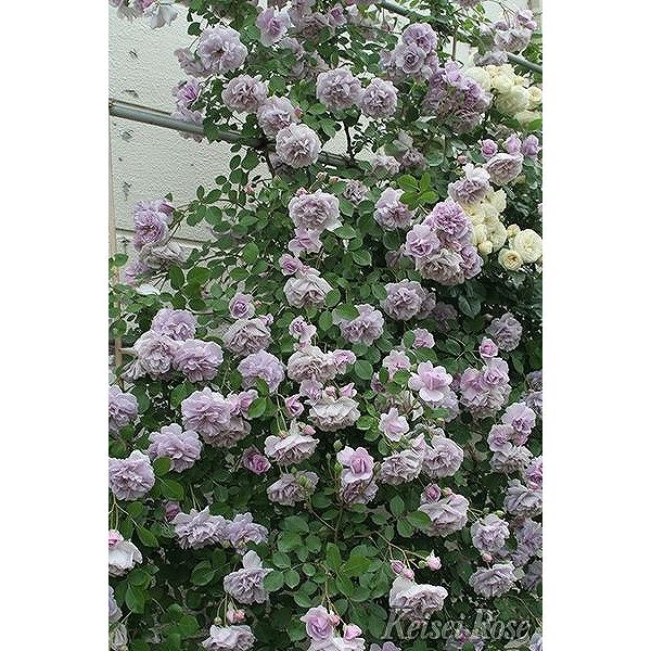 バラ 苗 京成 【レイニー ブルー (CL) 四季咲き】 3年生 接ぎ木 約1.3m