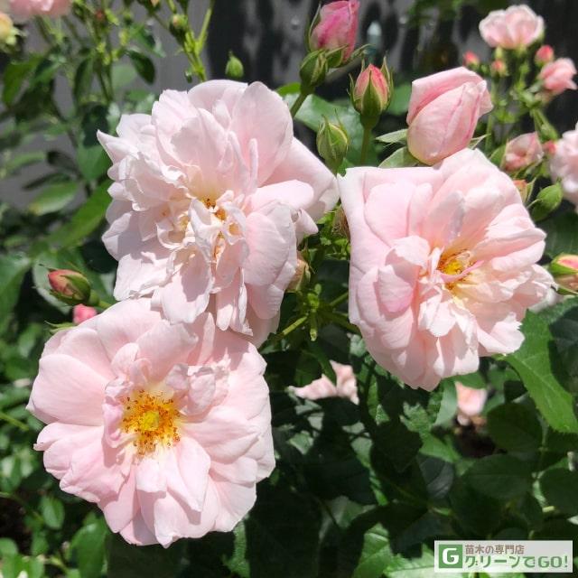 バラ 苗 京成 【ロザリー ラ モリエール (FL) 中輪 四季咲き】 2年生
