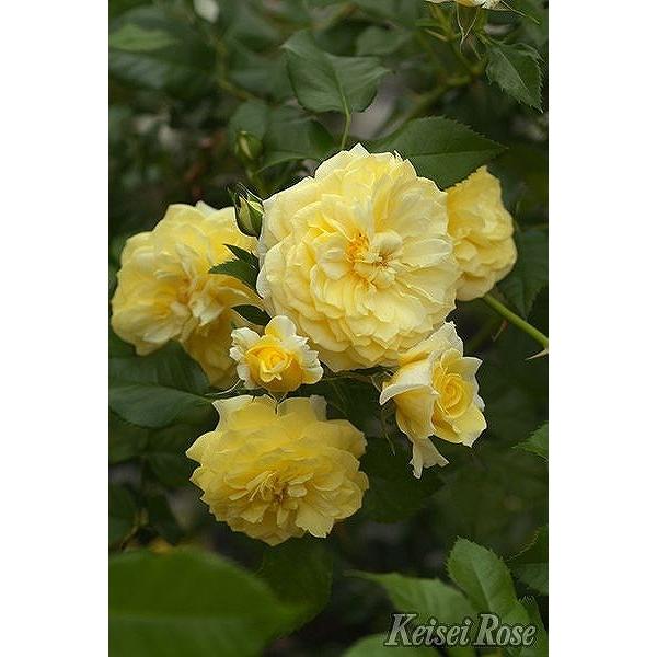 バラ 苗 京成 【ソレロ (修景バラ) 四季咲き】 2年生 接ぎ木 大苗