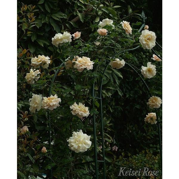 バラ 苗 京成 つるバラ フレンチ レース Cl 四季咲き 2年生 接ぎ木 大苗 Ke07 146t002 01 苗木の専門店 グリーンでgo 通販 Yahoo ショッピング