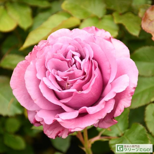 ◇送料無料◇ バラ 苗 京成 【フェルゼン伯爵 (FL) 中輪 四季咲き】 2