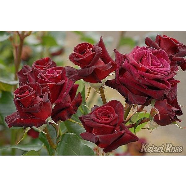 切りバラ苗【ブラックバカラ】 黒赤バラ　レア　開花済み　ポットごとメルカリ便発送 切りバラ苗【ブラックバカラ】 黒赤バラ レア 開花済み ポット