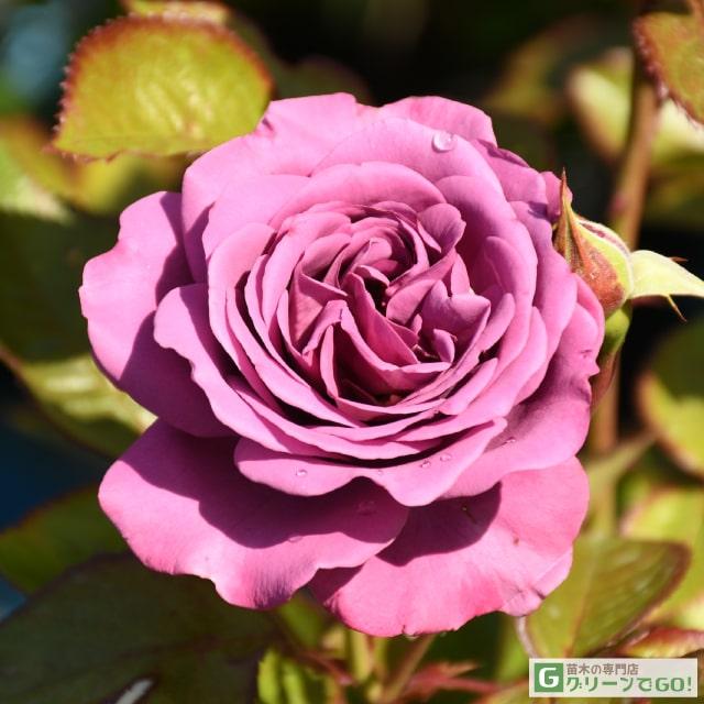 バラ 苗 京成 【プラム パーフェクト (FL)】 2年生 接ぎ木大苗 : 苗木