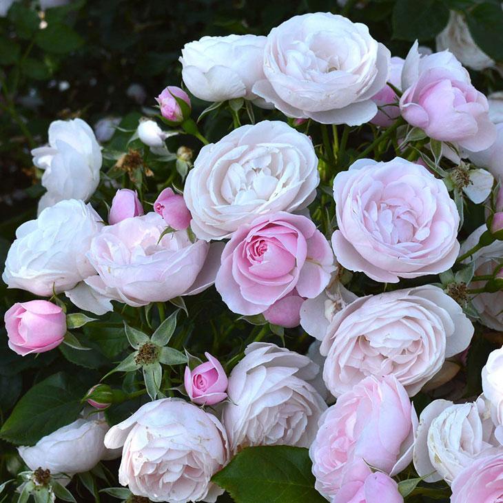 バラ 苗 京成 ハンスゲーネバイン 修景バラ 中大輪 四季咲き 2年生 接ぎ木大苗 Ke07 5t002 01 苗木の専門店 グリーンでgo 通販 Yahoo ショッピング