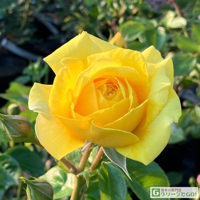 バラ 苗 京成 【ファーストインプレッション (FL)】 2年生 接ぎ木苗