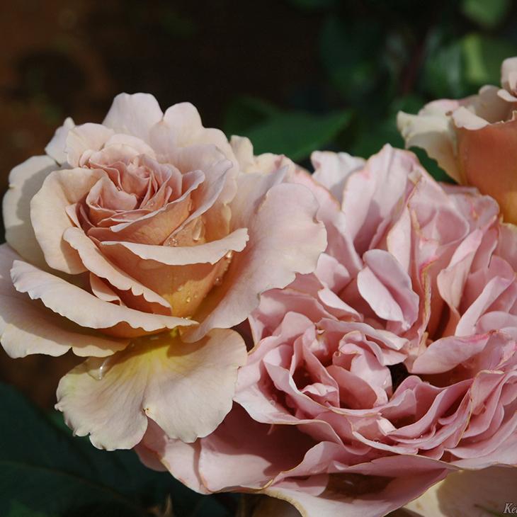 バラ 苗 京成 【カフェ ラテ (HT) 大輪 四季咲き】 2年生 接ぎ木大苗