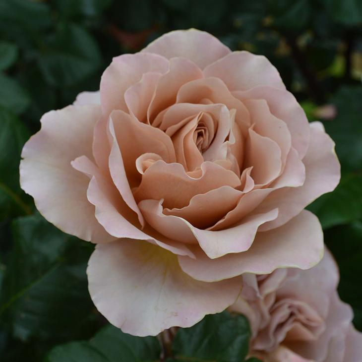 バラ 苗 京成 【カフェ ラテ (HT) 大輪 四季咲き】 2年生 接ぎ木大苗