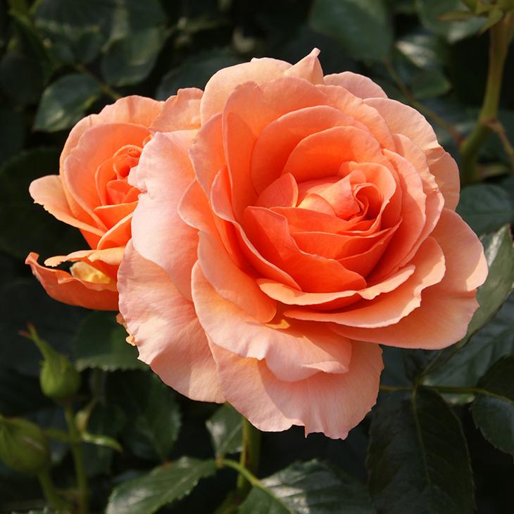 お値下げ❀いおり 庵 バラ苗 四季咲き 小中輪 希少