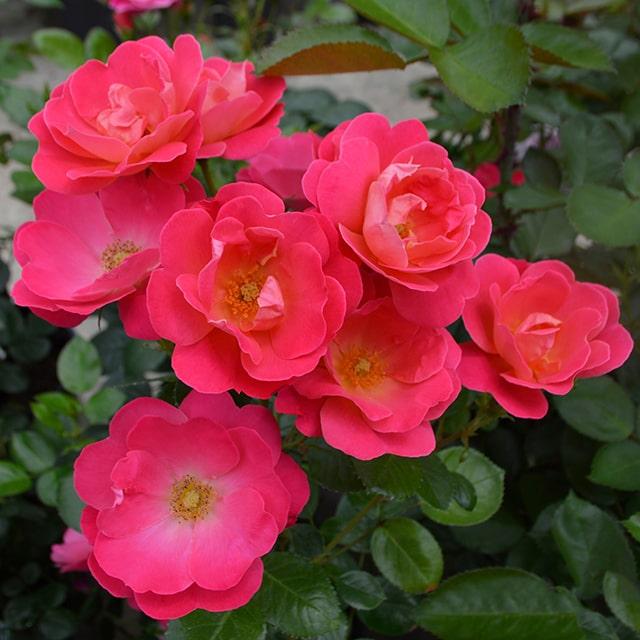 バラ 苗 京成 【ピンクブリックハウス （FL） ［登録品種］ 中輪