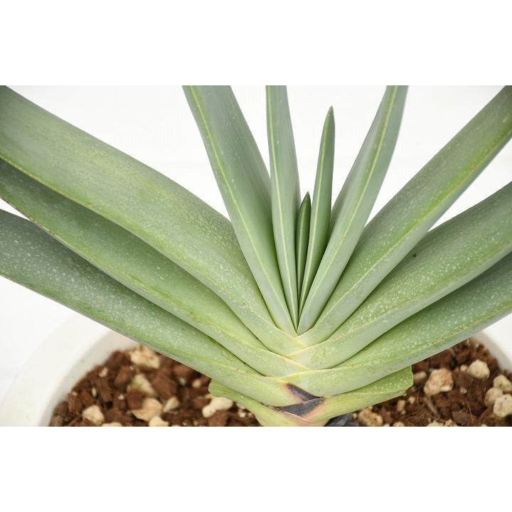 現品発送 アロエの木 プリカティリス Purika9 2 Purika9 2 苗木の専門店 グリーンでgo 通販 Yahoo ショッピング