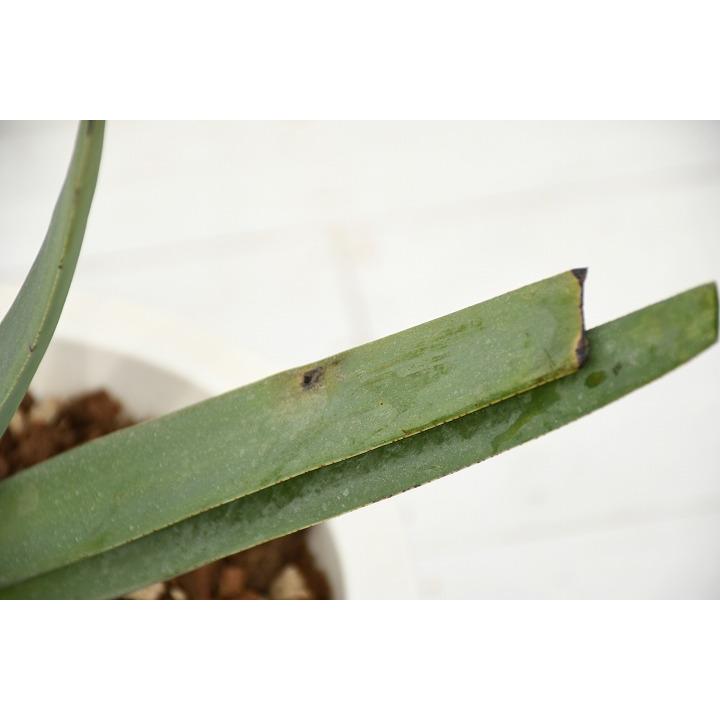 現品発送 アロエの木 プリカティリス Purika9 4 Purika9 4 苗木の専門店 グリーンでgo 通販 Yahoo ショッピング