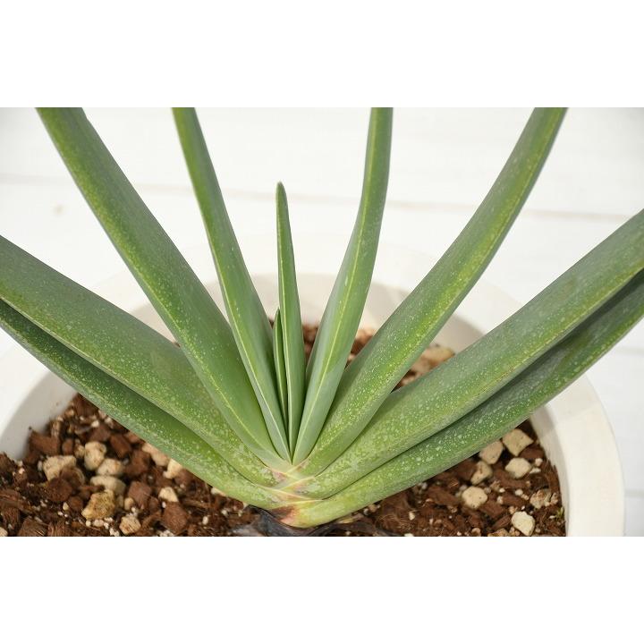 現品発送 アロエの木 プリカティリス Purika9 4 Purika9 4 苗木の専門店 グリーンでgo 通販 Yahoo ショッピング