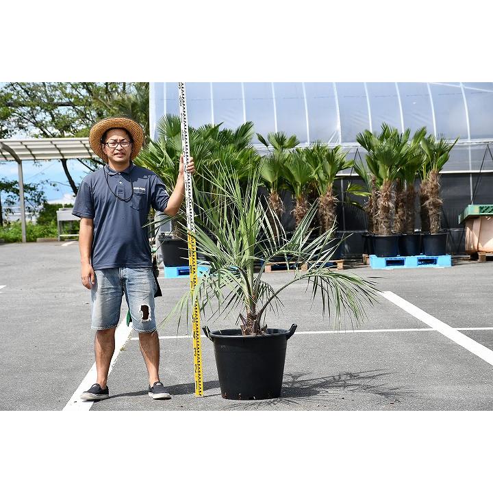 正規激安 現品発送 耐寒性 ヤシ 苗木 ヤシの木 ココスヤシ 鉢上げ管理中 根巻苗でのお届け 新品本物 Habitat Jeunes Normandie Fr