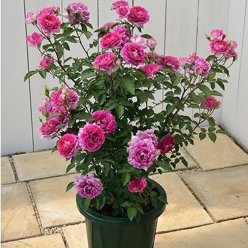 バラ 苗 ロサオリエンティス シェエラザード Fl 中輪 四季咲き 2年生 接ぎ木 大苗 Ro07 005t002 01 苗木の専門店 グリーンでgo 通販 Yahoo ショッピング