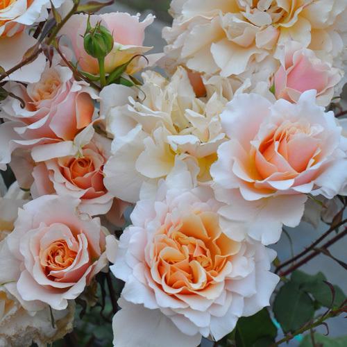 バラ 苗 ロサオリエンティス 【ベン ウェザースタッフ (FL) 中大輪