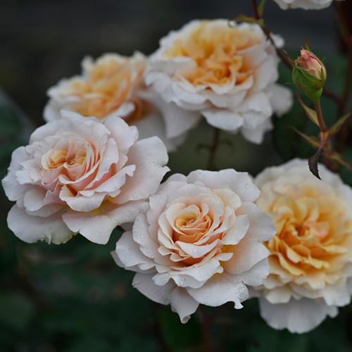 バラ 苗 ロサオリエンティス 【ベン ウェザースタッフ (FL) 中