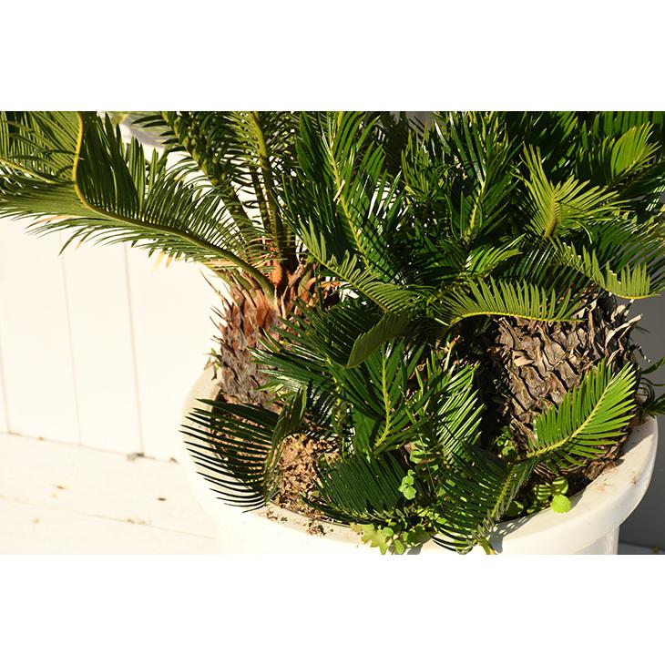 現品発送 ソテツ 苗 蘇鉄 そてつ 約0 7m 鉢植え 全国発送可 Sotetu211 02 Sotetu211 02 苗木の専門店 グリーンでgo 通販 Yahoo ショッピング