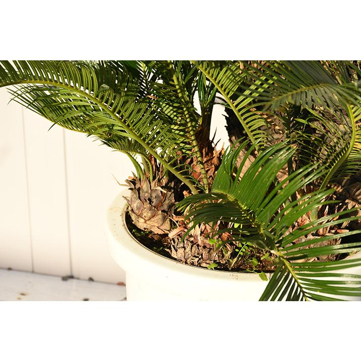 現品発送 ソテツ 苗 蘇鉄 そてつ 約0 7m 鉢植え 全国発送可 Sotetu211 06 Sotetu211 06 苗木の専門店 グリーンでgo 通販 Yahoo ショッピング