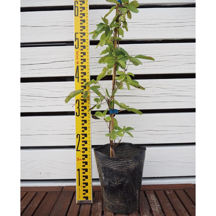 ［確認用］　アケビ　実生苗 盆栽 グレー鉢 健康的な葉と果実アケビ アケビ（木通）：アケビ実生苗