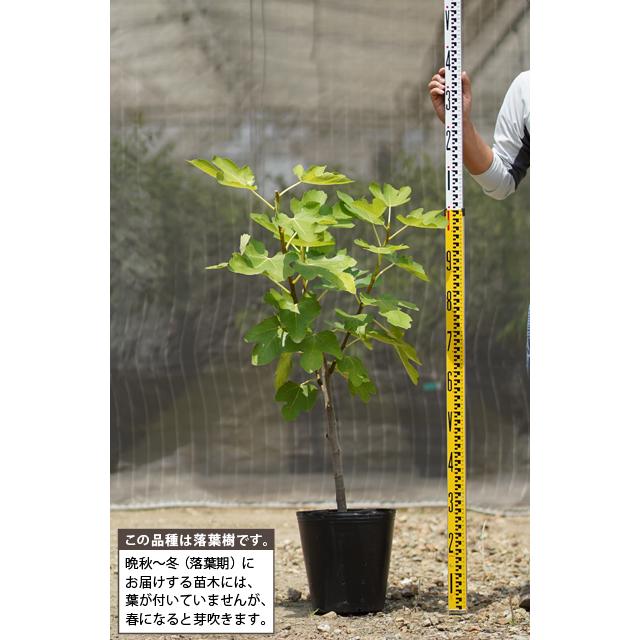 イチジク 苗 【アーチペル】 3年生 挿し木 約1.1m 大苗 : 苗木の専門店
